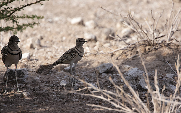 Double-banded courser - Tau Pan