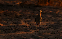 Spotted thick-knee - Tau Pan