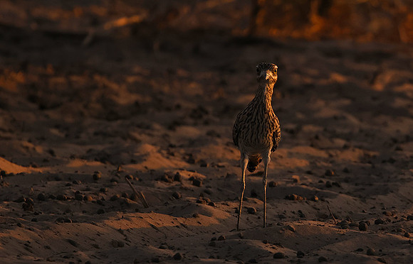 Spotted thick-knee - Tau Pan