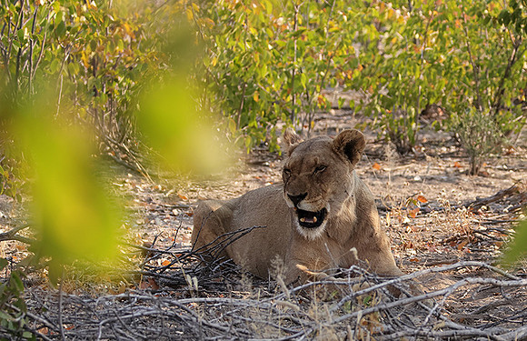 Ongava Private Reserve