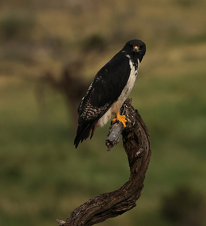 Augur buzzar - Borana
