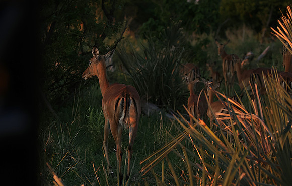 Delta of Okavango