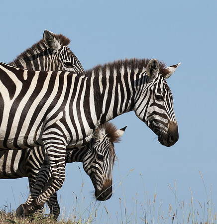 Serengeti - Grumeti Private Reserve
