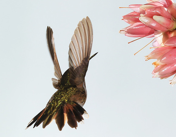 Volcano humming bird