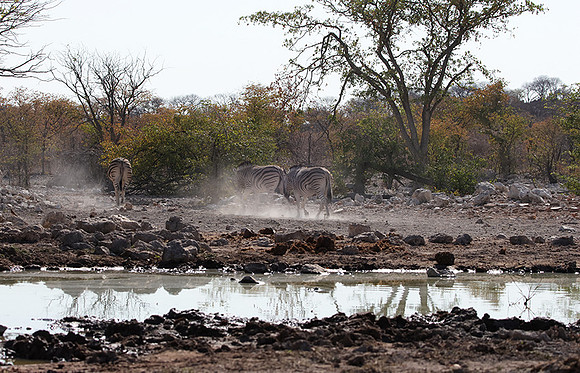 Burchell's zebra - Ongava Private Reserve