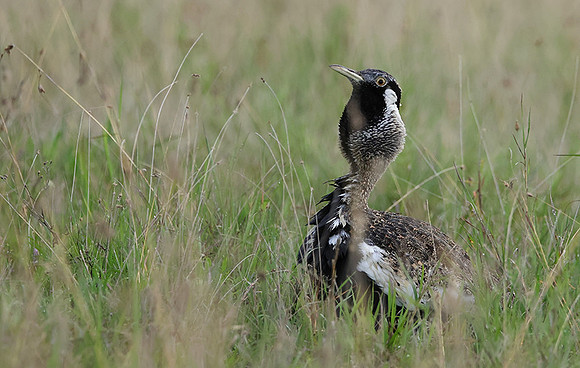 Black-bellied bustard - Borana