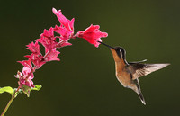 Purple-throated mountain gem