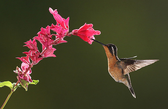 Purple-throated mountain gem