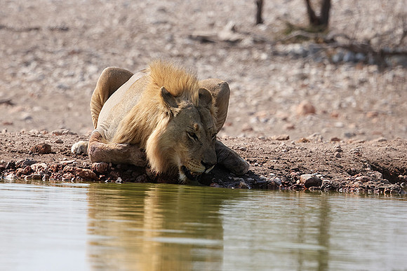 Ongava Private Reserve