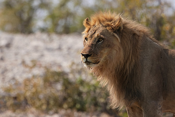 Ongava Private Reserve