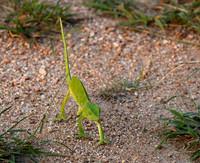 Flap-necked chameleon - Sabi Sand