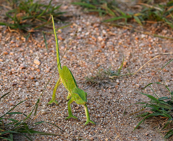 Flap-necked chameleon - Sabi Sand