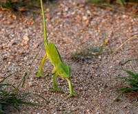Flap-necked chameleon - Sabi Sand