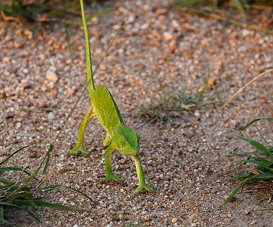 Flap-necked chameleon - Sabi Sand