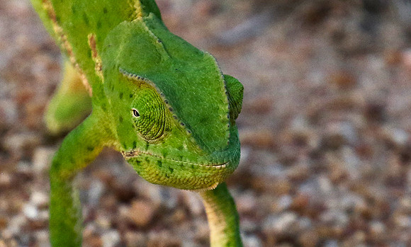 Flap-necked chameleon - Sabi Sand
