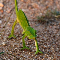 Flap-necked chameleon - Sabi Sand