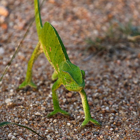 Flap-necked chameleon - Sabi Sand