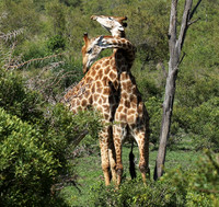 Giraffes