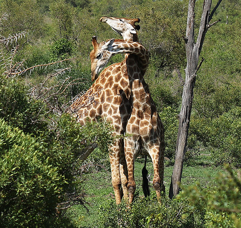 At Sabi Sand