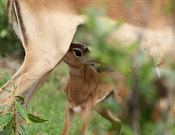At Lion Sands