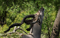 At Lion Sands
