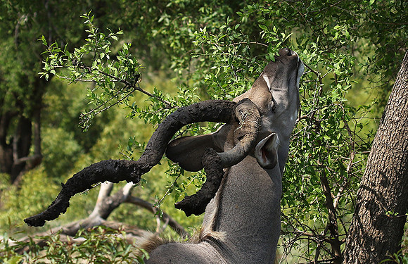 At Lion Sands