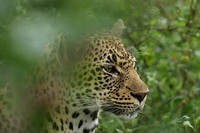 Leopards