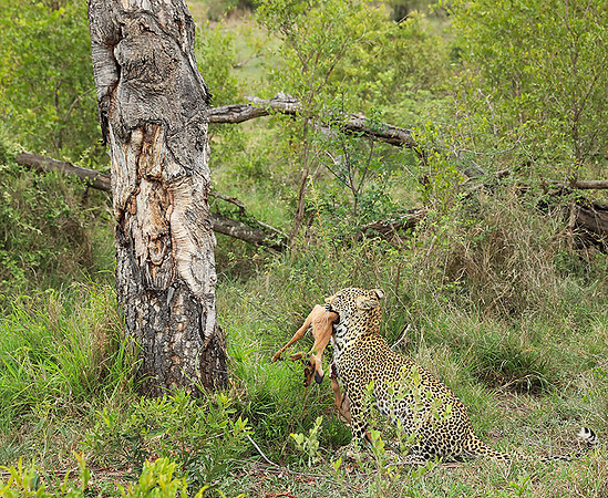 leopard Stone Drift (female) at Mala Mala