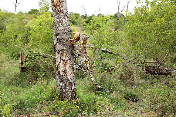 leopard Stone Drift (female) at Mala Mala