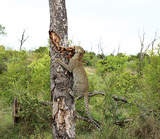 leopard Stone Drift (female) at Mala Mala