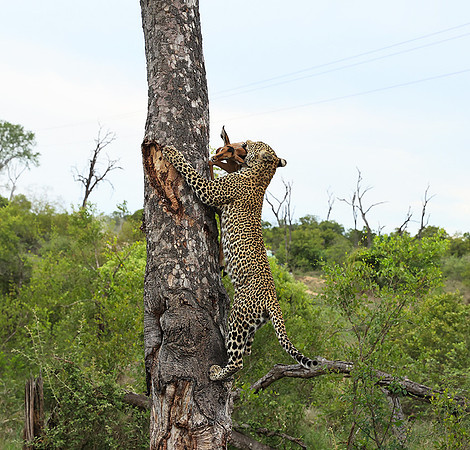 leopard Stone Drift (female) at Mala Mala