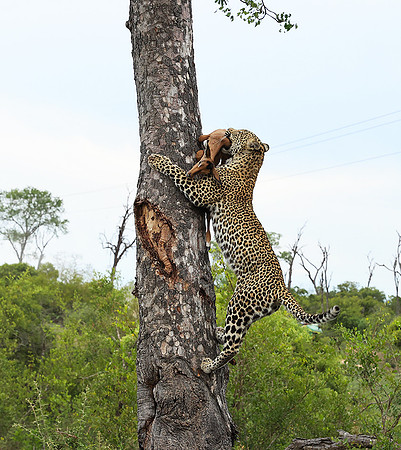 leopard Stone Drift (female) at Mala Mala
