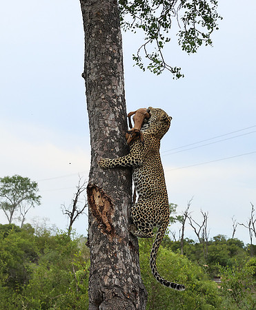 leopard Stone Drift (female) at Mala Mala
