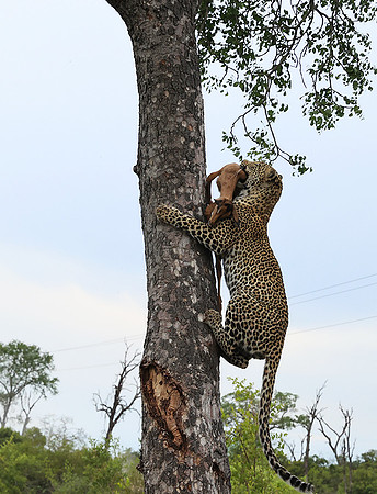 leopard Stone Drift (female) at Mala Mala