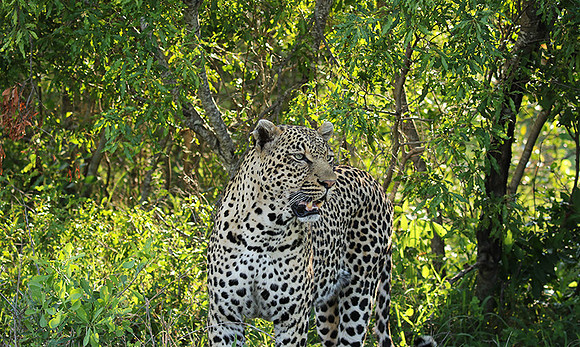 Leopard Thamba (male) at Sabi Sand