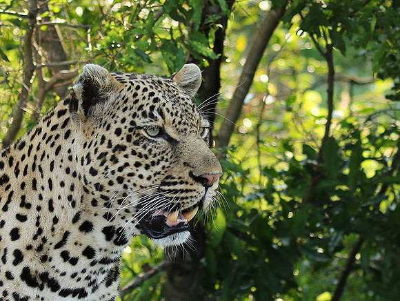 Leopard Thamba (male) at Sabi Sand