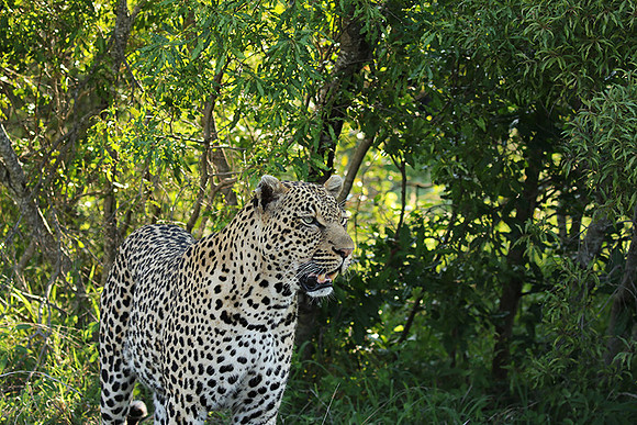 Leopard Thamba (male) at Sabi Sand