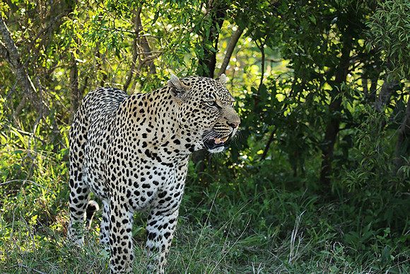 Leopard Thamba (male) at Sabi Sand