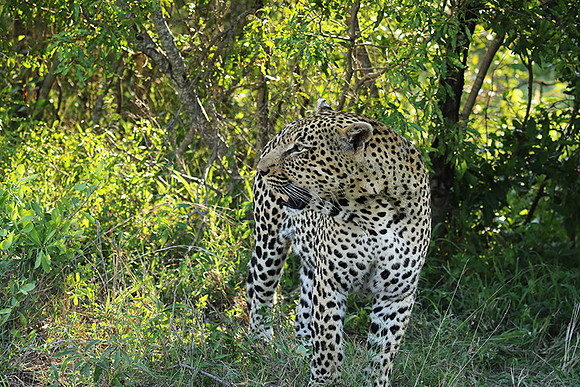 Leopard Thamba (male) at Sabi Sand