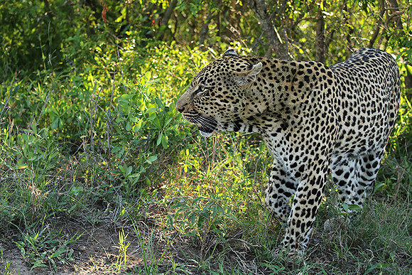 Leopard Thamba (male) at Sabi Sand