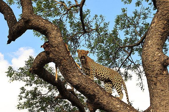 Leopard Thamba (male) at Sabi Sand