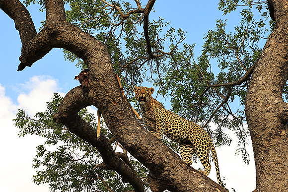 Leopard Thamba (male) at Sabi Sand