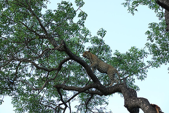 Leopard Thamba (male) at Sabi Sand