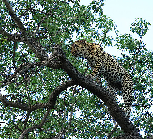 Leopard Thamba (male) at Sabi Sand