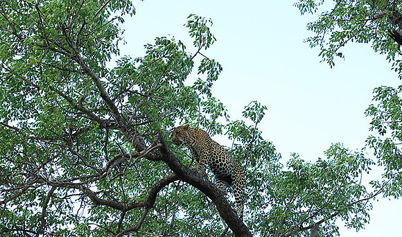 Leopard Thamba (male) at Sabi Sand
