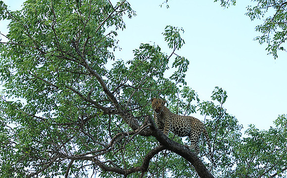 Leopard Thamba (male) at Sabi Sand