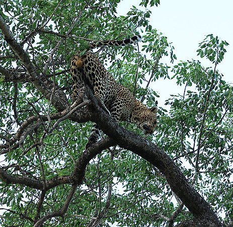 Leopard Thamba (male) at Sabi Sand