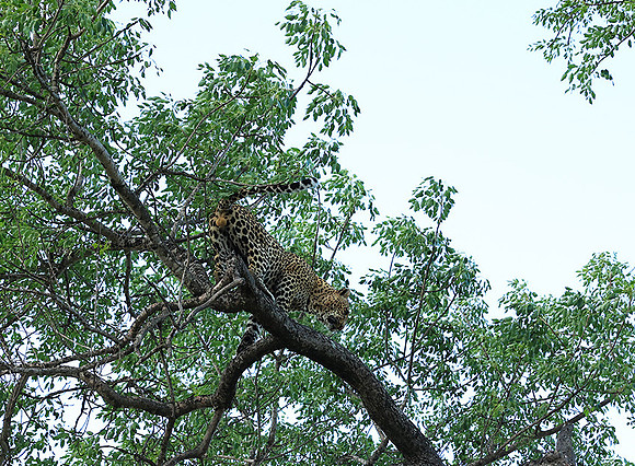 Leopard Thamba (male) at Sabi Sand