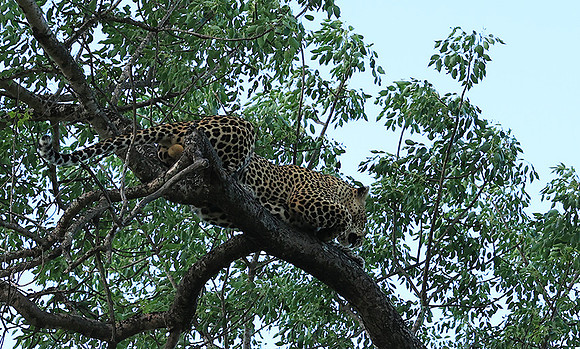 Leopard Thamba (male) at Sabi Sand