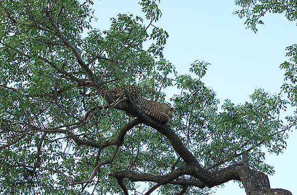 Leopard Thamba (male) at Sabi Sand